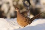 Bażant - Phasianus colchicus - 꿩 - Fotografia nr 20101205_0859