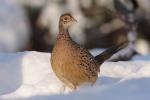 Bażant - Phasianus colchicus - 꿩 - Fotografia nr 20101205_0860
