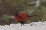 Bażant - Phasianus colchicus - 꿩 - Fotografia nr 20101212_0979