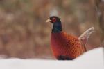 Bażant - Phasianus colchicus - 꿩 - Fotografia nr 20101212_0981