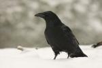 Kruk - Corvus corax - 큰까마귀 - Fotografia nr 20101220_1182
