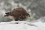 Myszołów zwyczajny - Buteo buteo - 말똥가리 - Fotografia nr 20101220_1187