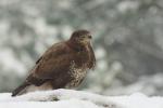 Myszołów zwyczajny - Buteo buteo - 말똥가리 - Fotografia nr 20101220_1198