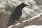 Kruk - Corvus corax - 큰까마귀 - Fotografia nr 20101220_1222