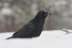 Kruk - Corvus corax - 큰까마귀 - Fotografia nr 20101220_1237