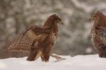 Myszołów zwyczajny - Buteo buteo - 말똥가리 - Fotografia nr 20101220_1269
