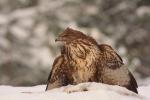 Myszołów zwyczajny - Buteo buteo - 말똥가리 - Fotografia nr 20101220_1275