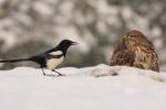 Myszołów zwyczajny - Buteo buteo - 말똥가리 - Fotografia nr 20101220_1289