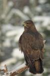 Myszołów zwyczajny - Buteo buteo - 말똥가리 - Fotografia nr 20101220_1318