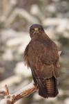 Myszołów zwyczajny - Buteo buteo - 말똥가리 - Fotografia nr 20101220_1319