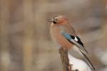 Sójka - Garrulus glandarius - 어치 - Fotografia nr 20101220_1334