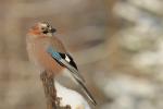 Sójka - Garrulus glandarius - 어치 - Fotografia nr 20101220_1335