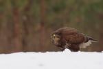 Myszołów zwyczajny - Buteo buteo - 말똥가리 - Fotografia nr 20110102_1856