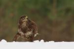 Myszołów zwyczajny - Buteo buteo - 말똥가리 - Fotografia nr 20110102_1863