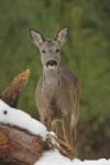 Sarna - Capreolus capreolus - 노루 - Fotografia nr 20110102_1891