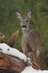 Sarna - Capreolus capreolus - 노루 - Fotografia nr 20110102_1894