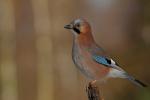 Sójka - Garrulus glandarius - 어치 - Fotografia nr 20110213_2996