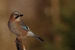 Sójka - Garrulus glandarius - 어치 - Fotografia nr 20110213_2998