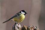 Sikora bogatka - Parus major - 박새 - Fotografia nr 20110313_3675