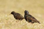 Szpak zwyczajny - Sturnus vulgaris - 흰점찌르레기 - Fotografia nr 20110327_3868
