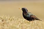Szpak zwyczajny - Sturnus vulgaris - 흰점찌르레기 - Fotografia nr 20110327_3883