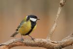 Sikora bogatka - Parus major - 박새 - Fotografia nr 20110328_3928