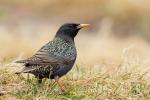 Szpak zwyczajny - Sturnus vulgaris - 흰점찌르레기 - Fotografia nr 20110402_3997