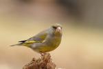 Dzwoniec - Carduelis chloris - Fotografia nr 20110402_4062