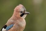 Sójka - Garrulus glandarius - 어치 - Fotografia nr 20110402_4070