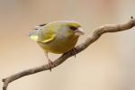 Dzwoniec - Carduelis chloris - Fotografia nr 20110402_4146