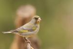 Dzwoniec - Carduelis chloris - Fotografia nr 20110402_4192