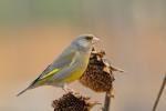 Dzwoniec - Carduelis chloris - Fotografia nr 20110403_4228