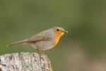 Rudzik - Erithacus rubecula - 꼬까울새 - Fotografia nr 20110403_4393