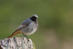 Kopciuszek - Phoenicurus ochruros - 검은머리딱새 - Fotografia nr 20110403_4430
