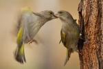 Dzwoniec - Carduelis chloris - Fotografia nr 20110409_4805