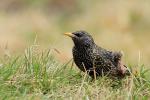 Szpak zwyczajny - Sturnus vulgaris - 흰점찌르레기 - Fotografia nr 20110409_4884