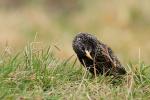 Szpak zwyczajny - Sturnus vulgaris - 흰점찌르레기 - Fotografia nr 20110409_4885