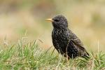 Szpak zwyczajny - Sturnus vulgaris - 흰점찌르레기 - Fotografia nr 20110409_4892