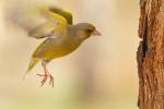 Dzwoniec - Carduelis chloris - Fotografia nr 20110410_4978