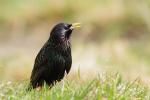 Szpak zwyczajny - Sturnus vulgaris - 흰점찌르레기 - Fotografia nr 20110410_5053