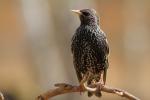 Szpak zwyczajny - Sturnus vulgaris - 흰점찌르레기 - Fotografia nr 20110410_5085