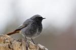 Kopciuszek - Phoenicurus ochruros - 검은머리딱새 - Fotografia nr 20110410_5202