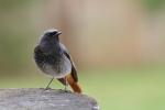 Kopciuszek - Phoenicurus ochruros - 검은머리딱새 - Fotografia nr 20110410_5208