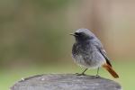 Kopciuszek - Phoenicurus ochruros - 검은머리딱새 - Fotografia nr 20110410_5214