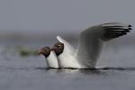 Mewa śmieszka - Larus ridibundus - 붉은부리갈매기 - Fotografia nr 20110416_5740