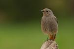 Kopciuszek - Phoenicurus ochruros - 검은머리딱새 - Fotografia nr 20110417_5939