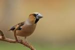 Grubodziób - Coccothraustes coccothraustes - 콩새 - Fotografia nr 20110417_6023