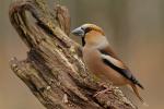 Grubodziób - Coccothraustes coccothraustes - 콩새 - Fotografia nr 20110417_6051