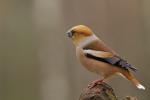Grubodziób - Coccothraustes coccothraustes - 콩새 - Fotografia nr 20110417_6061