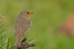 Rudzik - Erithacus rubecula - 꼬까울새 - Fotografia nr 20110417_6096